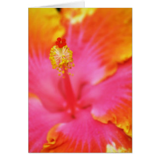 Hibisco de la llama I