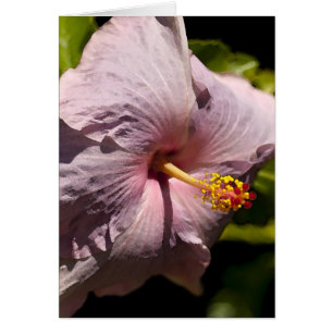 Hibisco de Lavendar