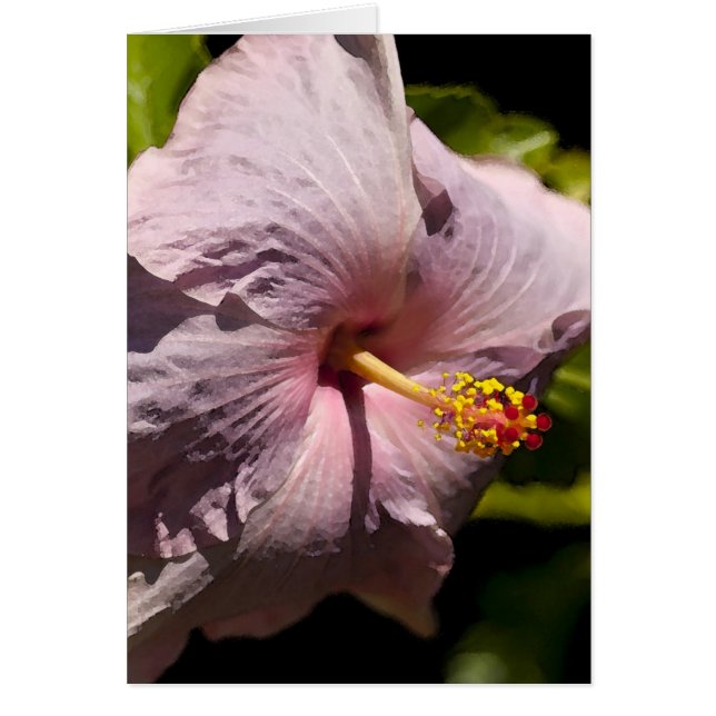 Hibisco de Lavendar (Frente)