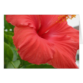 Hibisco - grande