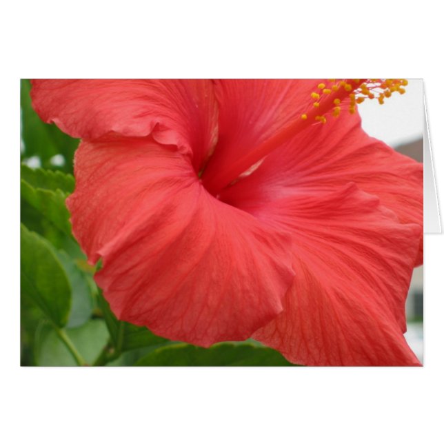 Hibisco - grande (Anverso (Horizontal))