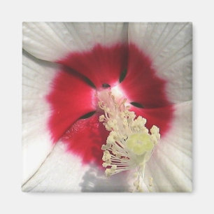 Hibisco - imán