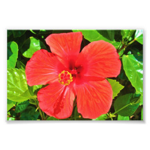 Hibisco rojo - impresión de la foto