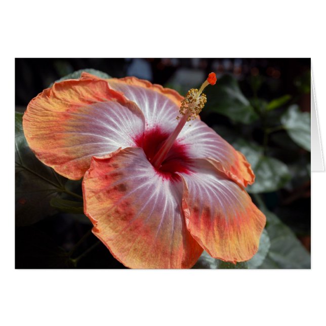 Hibiscus (Anverso (Horizontal))