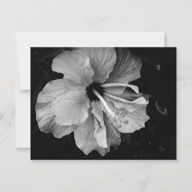 Hibiscus (Anverso)