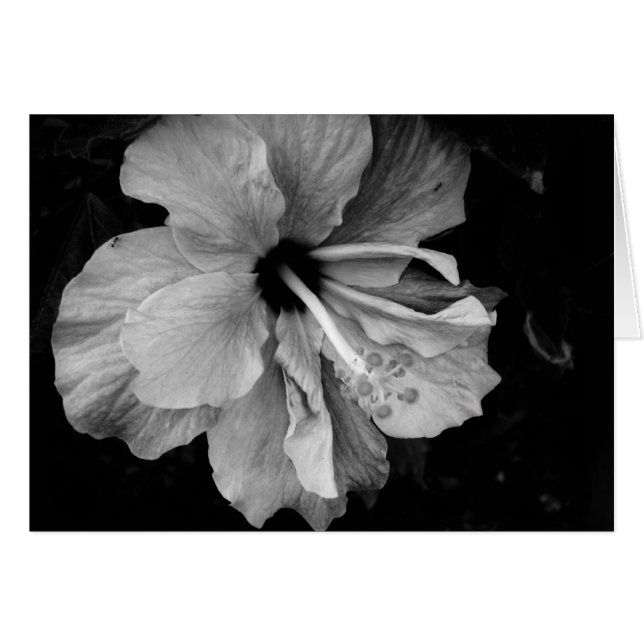 Hibiscus (Anverso (Horizontal))