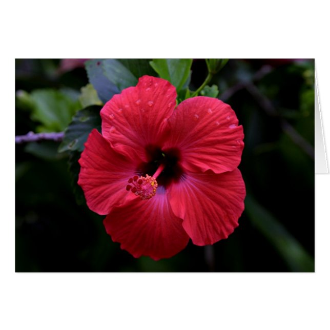 Hibiscus (Anverso (Horizontal))