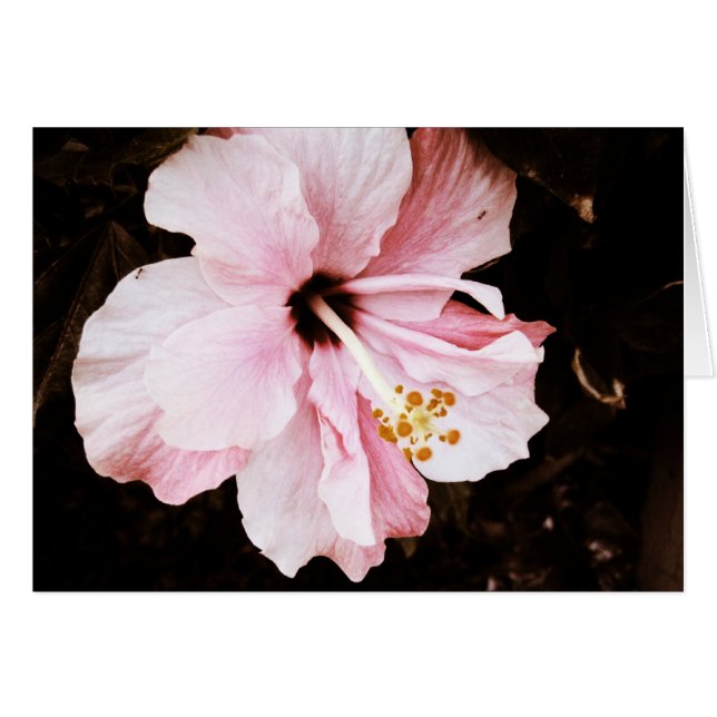 Hibiscus (Anverso (Horizontal))