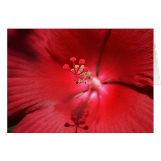 Hibiscus (Anverso (Horizontal))