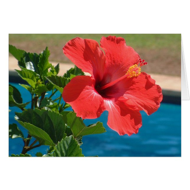Hibiscus (Anverso (Horizontal))