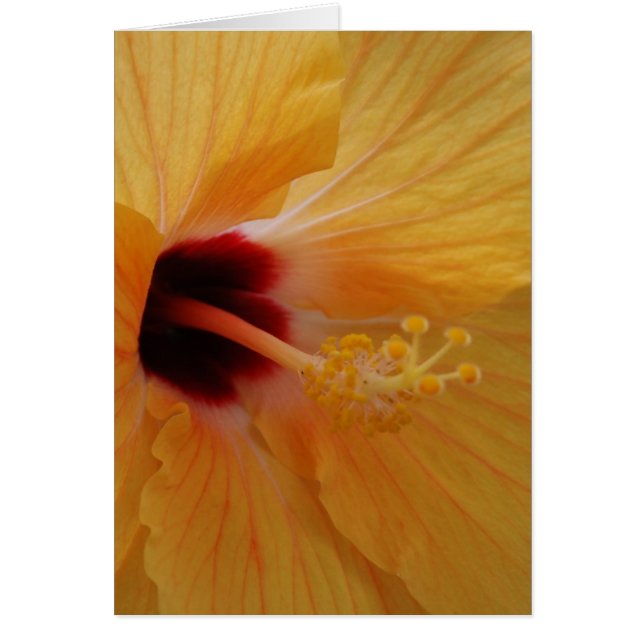 Hibiscus61 (Frente)