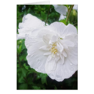 Hibiscus 2 Grace