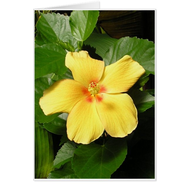 Hibiscus amarillo (Frente)
