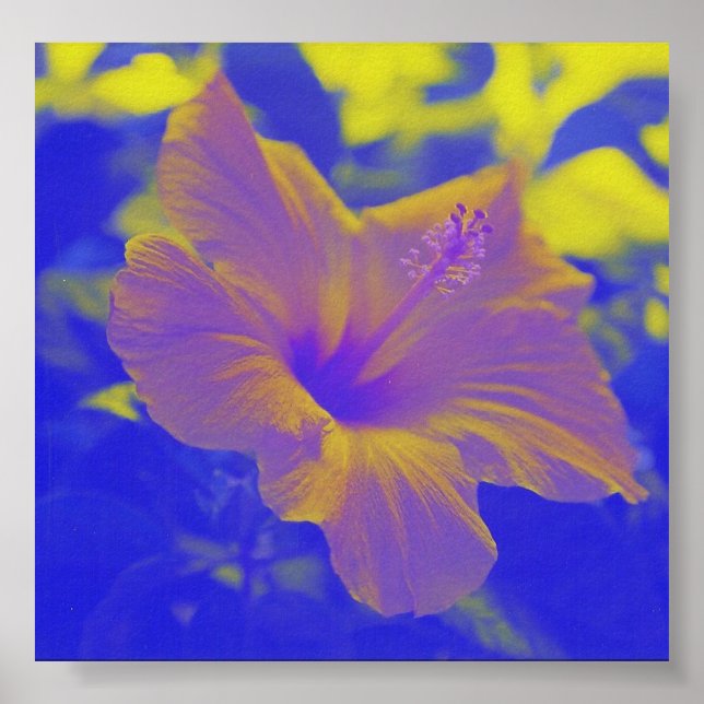 Hibiscus - azul-amarillo - impresión (Frente)