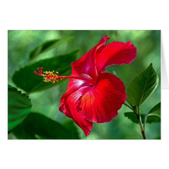Hibiscus Blossom (Anverso (Horizontal))