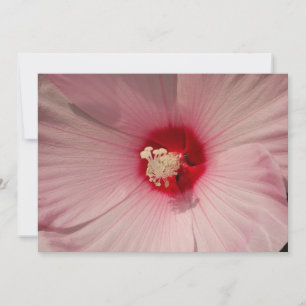 Hibiscus cierra la reproducción fotográfica