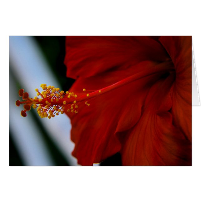Hibiscus Delicious (Anverso (Horizontal))