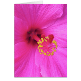 Hibiscus en Magenta
