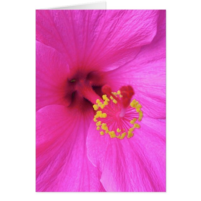 Hibiscus en Magenta (Frente)