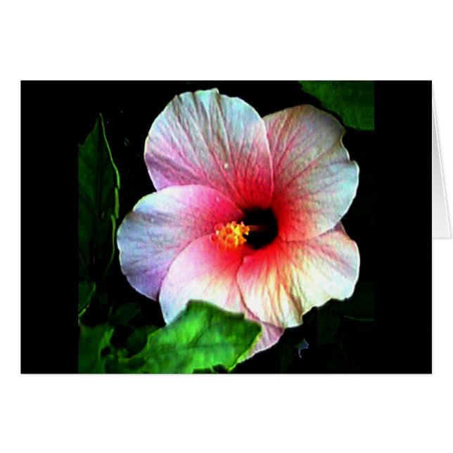 Hibiscus Gibney El Museo Zazzle (Anverso (Horizontal))