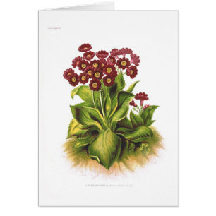 Híbrido del Primula