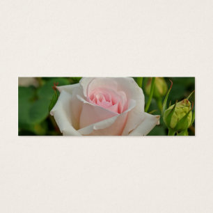 Híbrido rosado de Ofelia subió