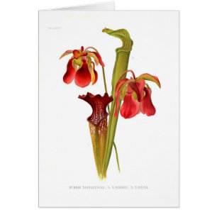 Híbridos del Sarracenia