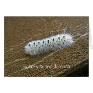 Hickory Tussock Moth (Lophocampa caryae) Elementos