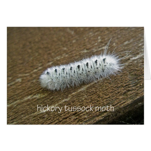 Hickory Tussock Moth (Lophocampa caryae) Elementos (Anverso (Horizontal))