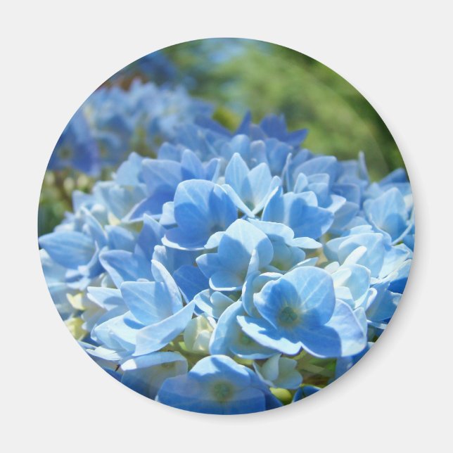 Hidrangea Azul Flores imán Naturaleza floral (Frente)