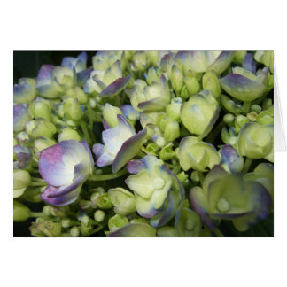 Hidrangea crema y púrpura