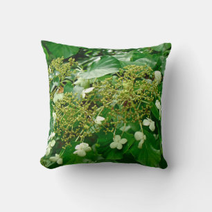 Hidrangea de escalada blanca - almohada