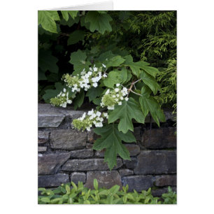 Hidrangea de hojas de roble y un muro de piedra