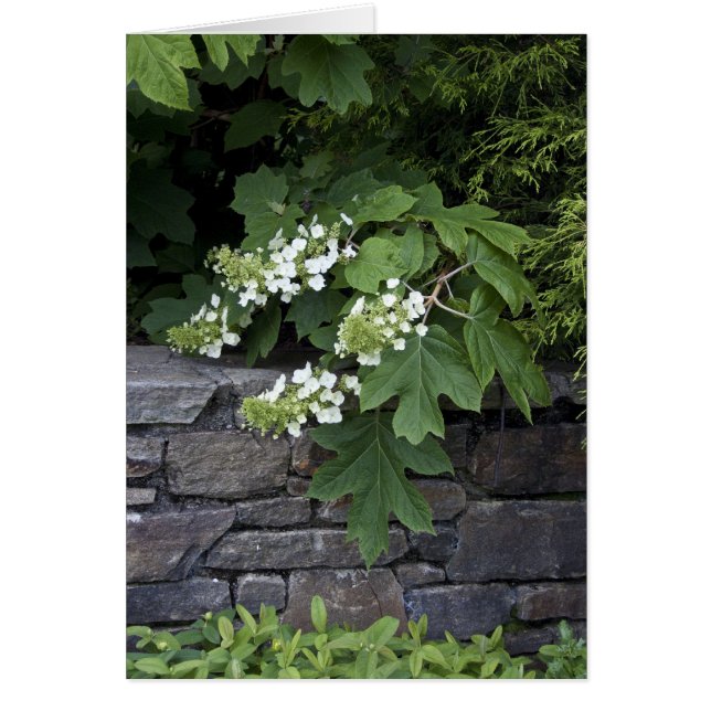 Hidrangea de hojas de roble y un muro de piedra (Frente)