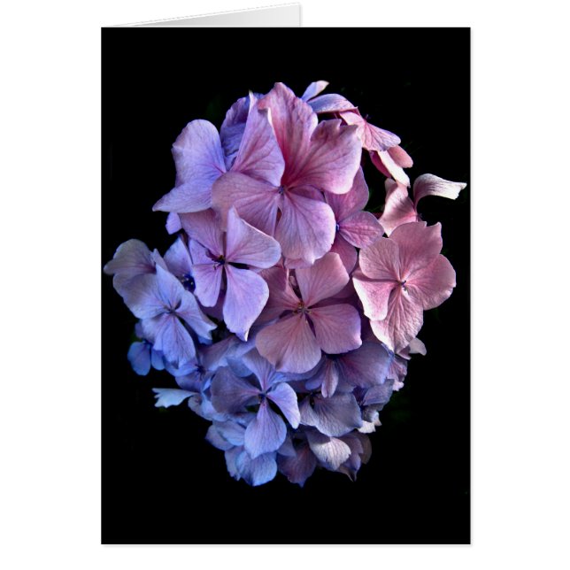 Hidrangea flotante (Frente)