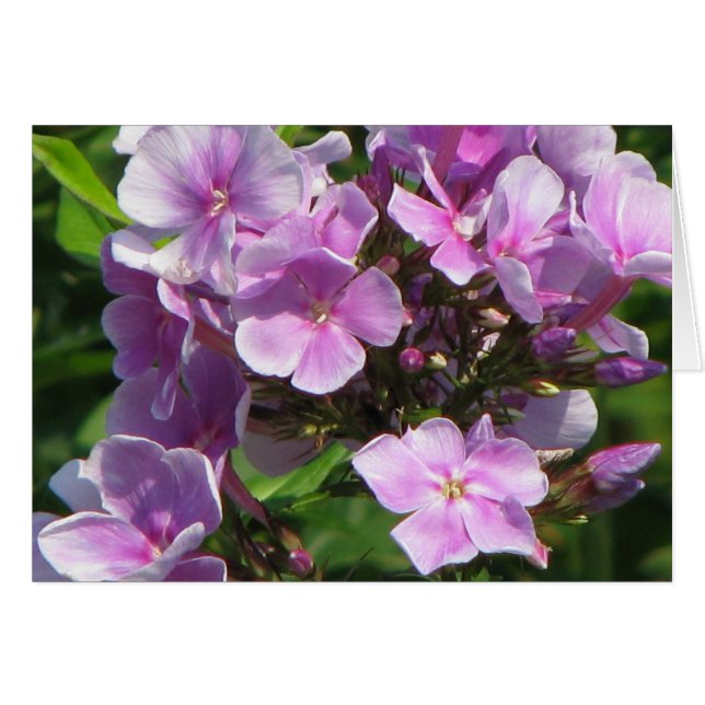 hidrangea rosa (Anverso (Horizontal))