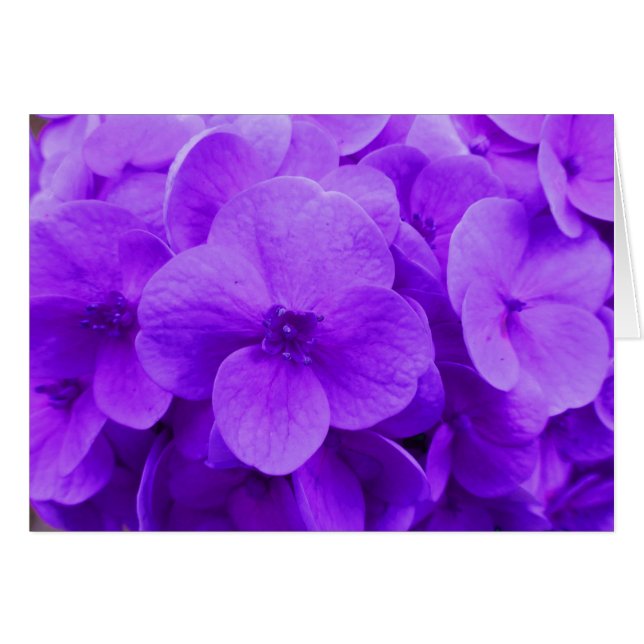 Hidrangea violeta azul (Anverso (Horizontal))