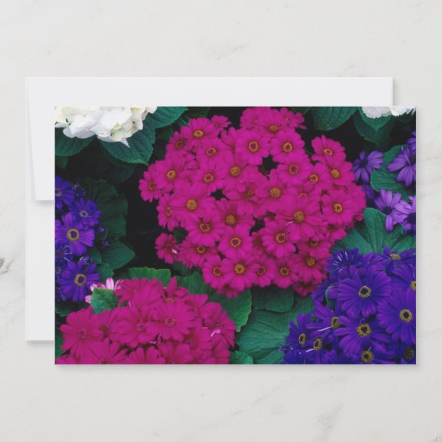 HIDRANGEAS PURPLES DE ROSA OSCURA FLORES BELLEZA N (Anverso)