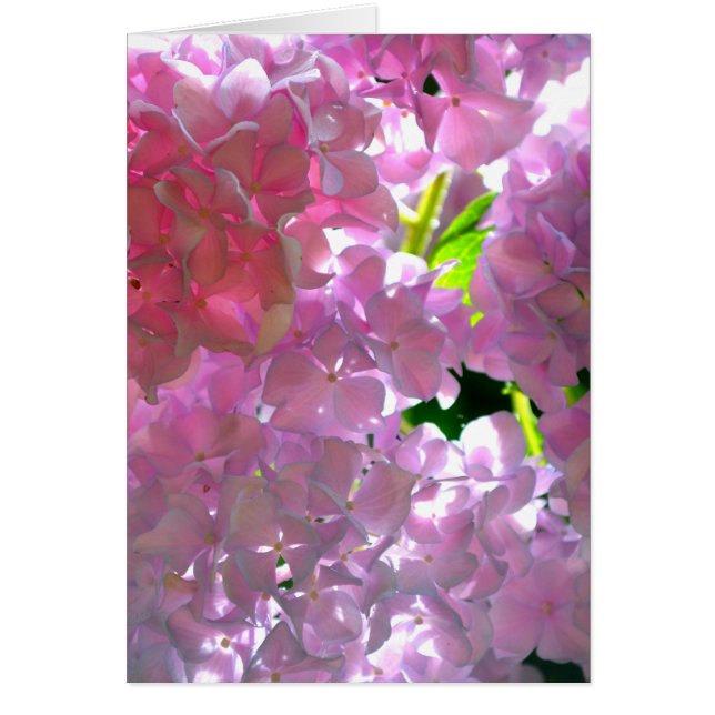 Hidrangeas rosas radiantes, flores rosadas (Frente)