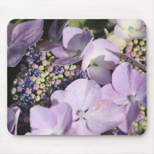 Hidrangia sobre la alfombra del ratón (Frente)