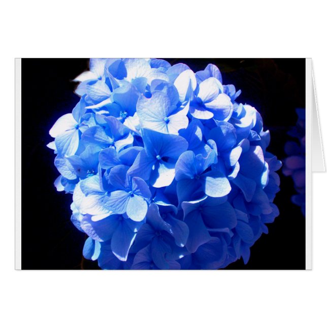 Hidrenajes azules florales de cobalto elegantes az (Anverso (Horizontal))