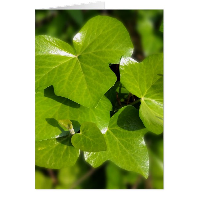 hiedra al sol (Frente)