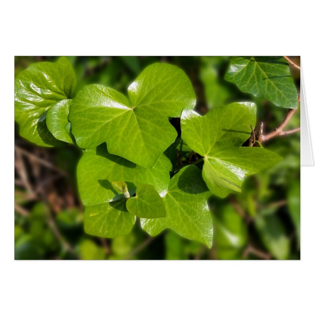 hiedra al sol (Anverso (Horizontal))