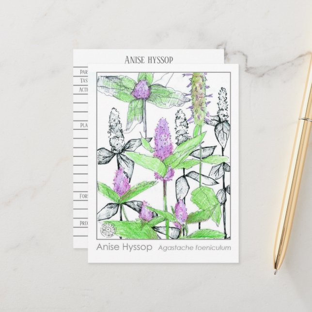 Hiedra Anís Materia Médica Tarjeta de Estudio Herb (Anverso/Reverso In Situ)