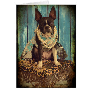 Hiedra la Boston Terrier