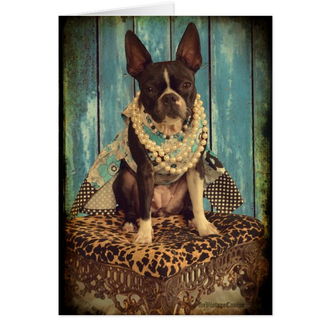 Hiedra la Boston Terrier (Frente)