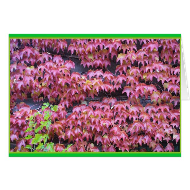 Hiedra Leaques (Anverso (Horizontal))