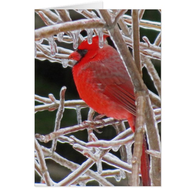 Hielo cardinal (Frente)