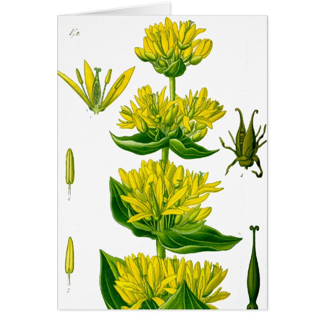 Hierba cosecha amarilla de primavera (Frente)