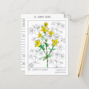 Hierba de hierba de San Juan Materia Tarjetas Medi